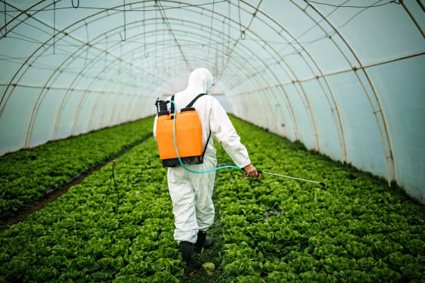 Best Affordable Pest Control Services  in Williamson, WV