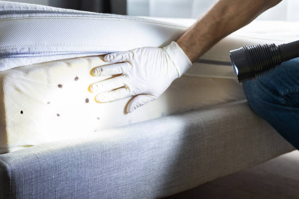 Best Local Pest Control Services  in Williamson, WV