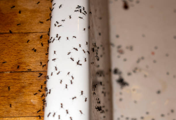 Pest Control for Restaurants in Williamson, WV