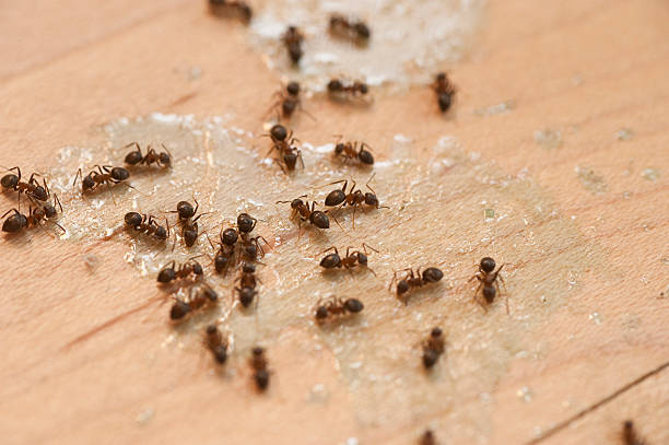 Best Pest Prevention Services  in Williamson, WV