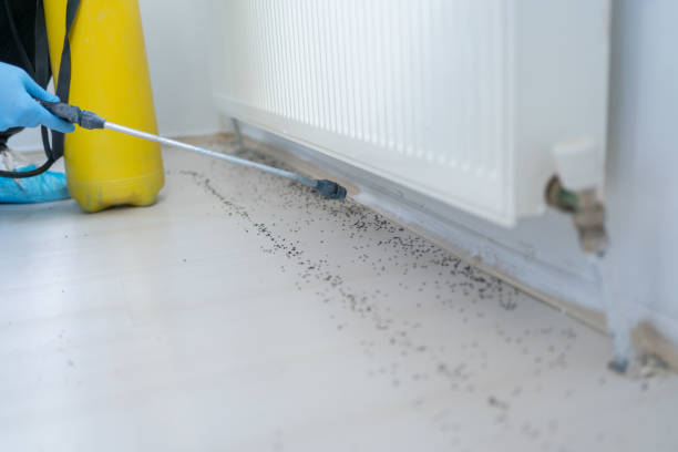 Best Emergency Pest Control  in Williamson, WV