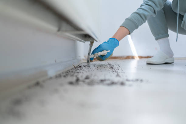 Insect Control in Williamson, WV